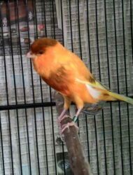 Kenari Ys Import 2014 (italy Foi) Gacoor Full